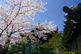 大雲院 桜と円山地蔵尊