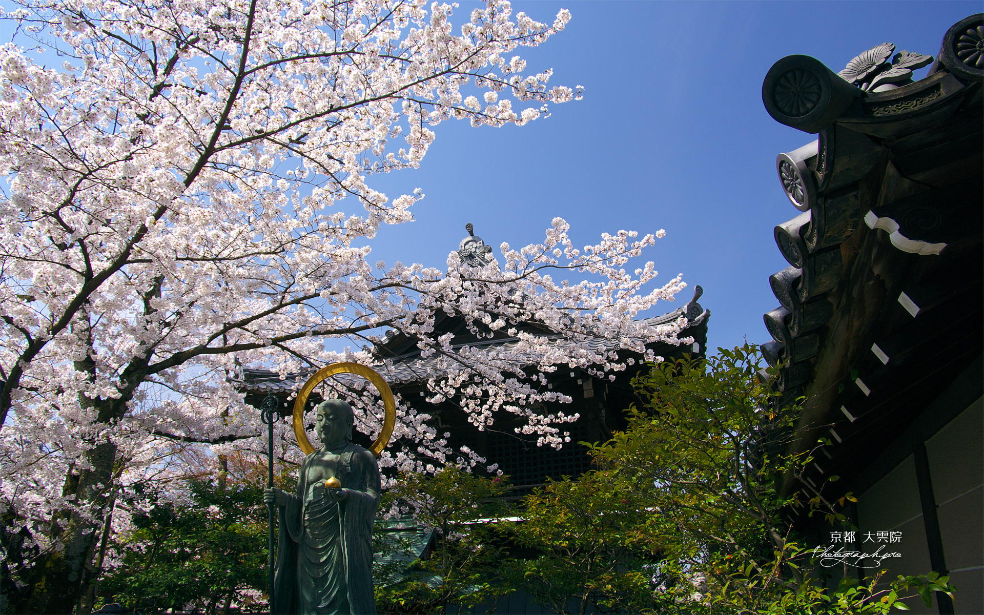 大雲院 桜と円山地蔵尊