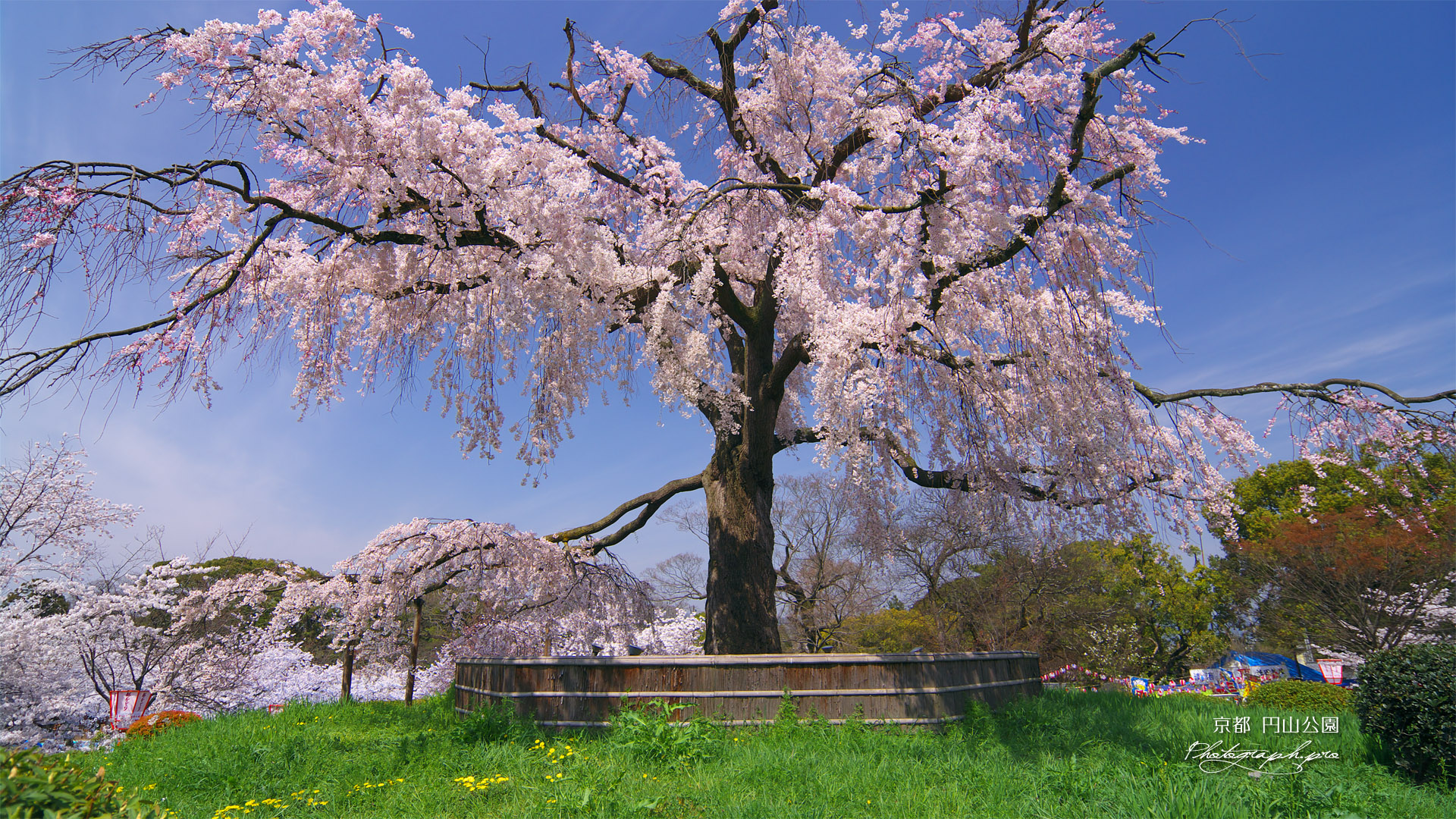 円山公園 祇園シダレ