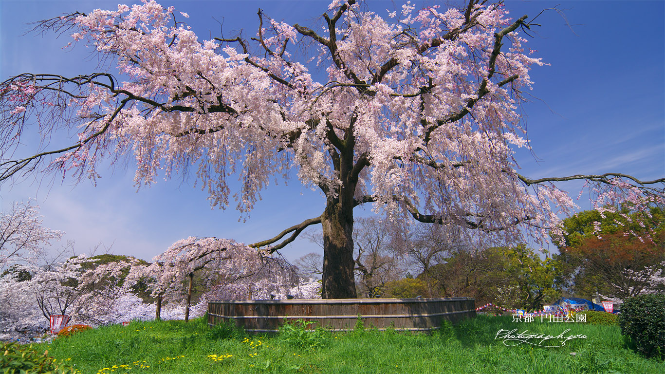 円山公園 祇園シダレ 壁紙