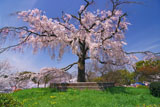 円山公園 祇園シダレ