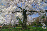 円山公園 円山シダレ