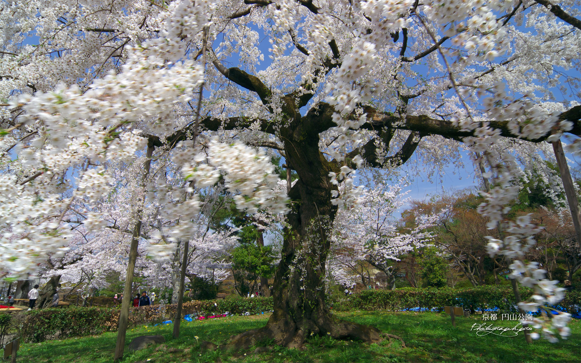 円山公園 円山シダレ