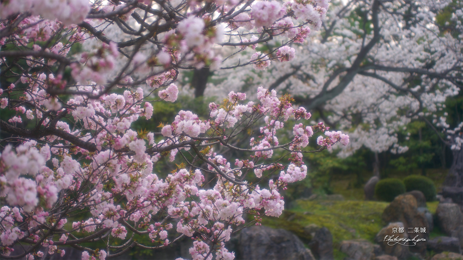 二条城 御所御車返しの桜