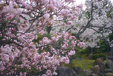 二条城 御所御車返しの桜