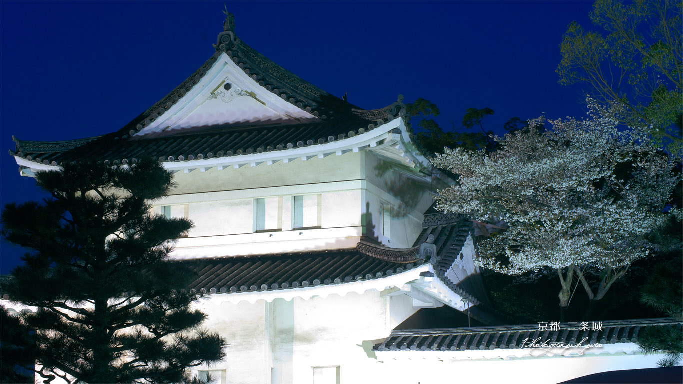 二条城 夜桜ライトアップ 壁紙