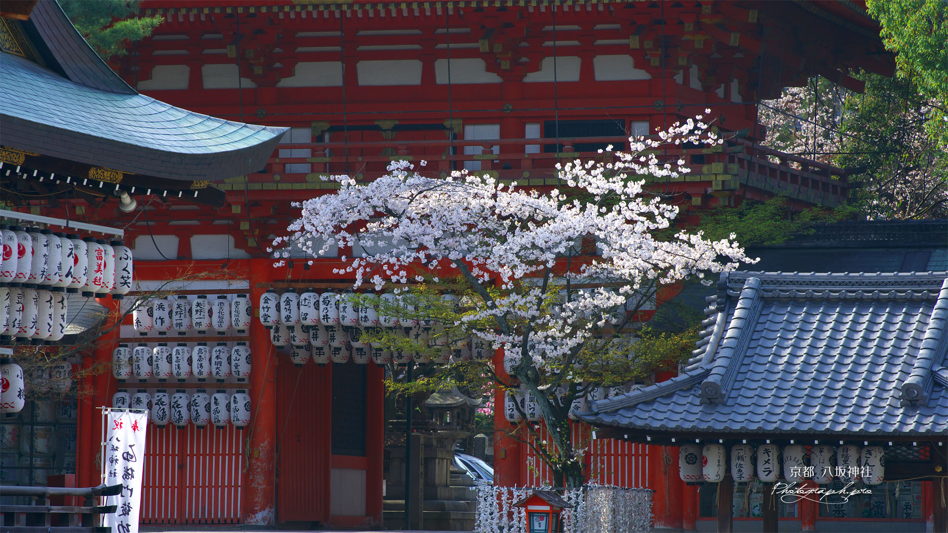 八坂神社南楼門の桜