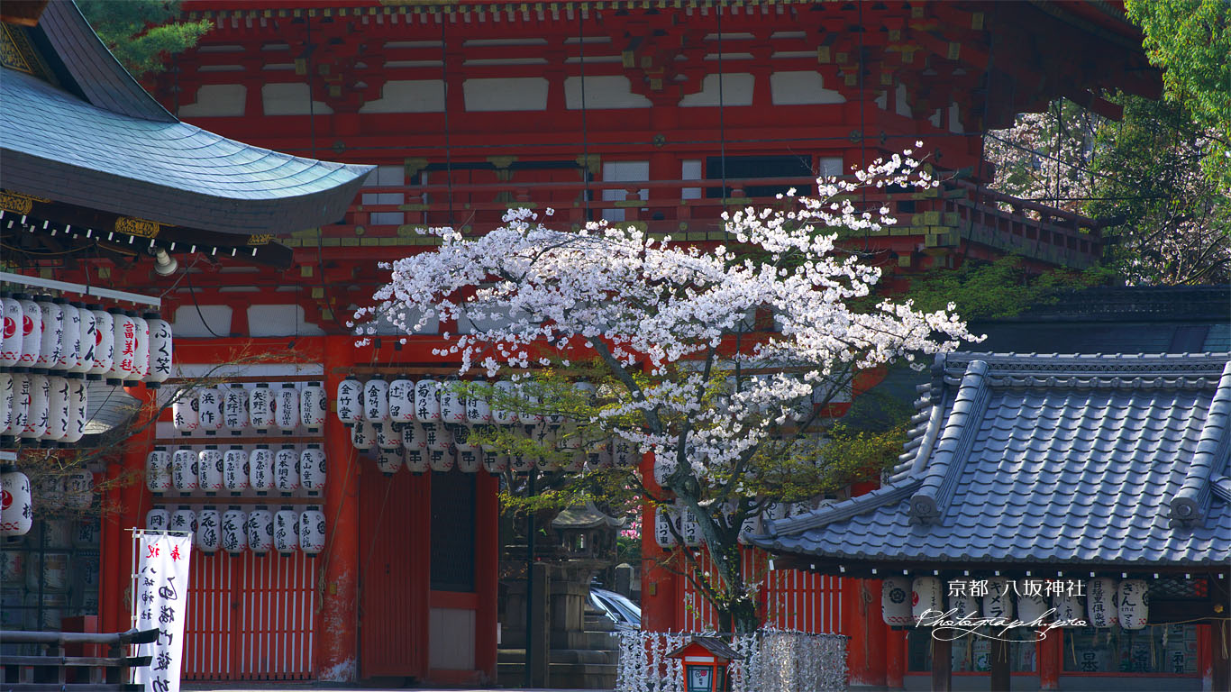 八坂神社南楼門の桜 壁紙