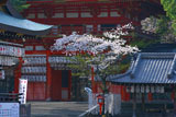 八坂神社南楼門の桜