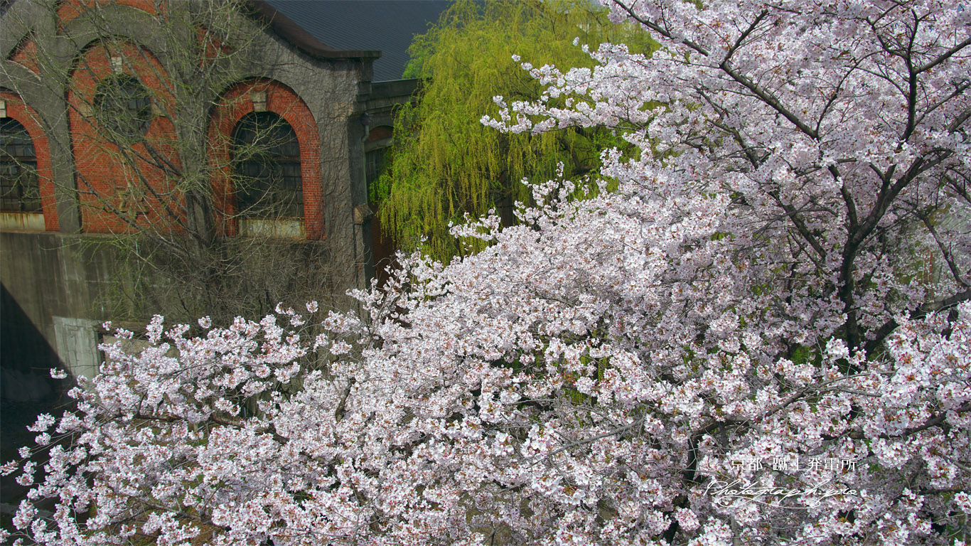 蹴上インクライン 桜と蹴上発電所 壁紙