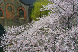 蹴上インクライン 桜と蹴上発電所