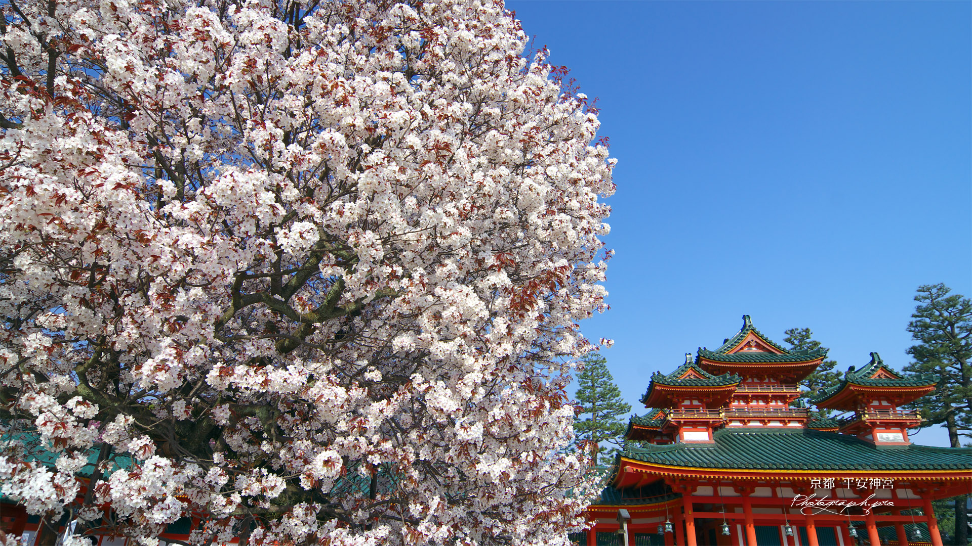 平安神宮 左近の桜と蒼龍楼
