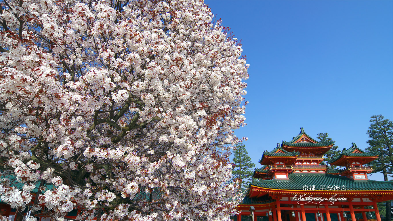 平安神宮 左近の桜と蒼龍楼 壁紙
