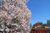平安神宮 左近の桜と蒼龍楼