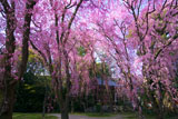 平安神宮 南神苑の八重紅枝垂桜