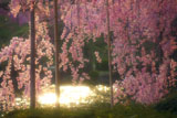 平安神宮 夕陽煌く栖鳳池と紅枝垂桜