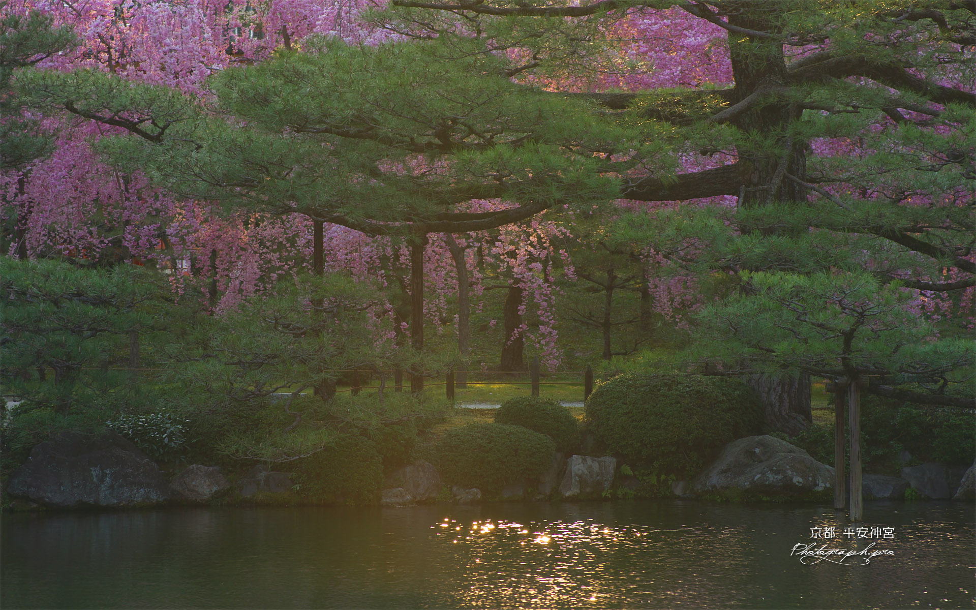 平安神宮 東神苑の紅枝垂桜