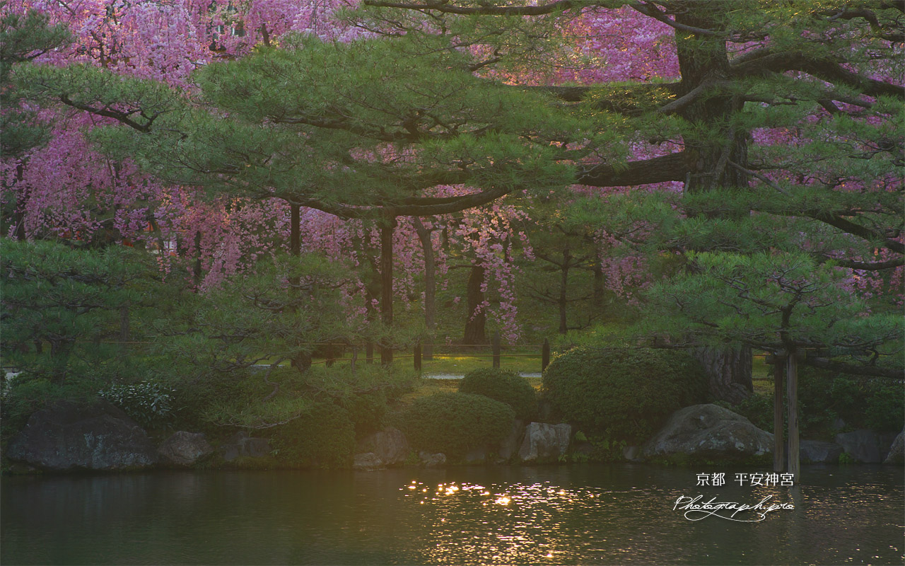 平安神宮 東神苑の紅枝垂桜 壁紙