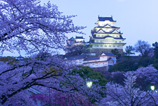 近畿の桜