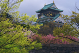 大阪城公園の桜 新緑と八重桜