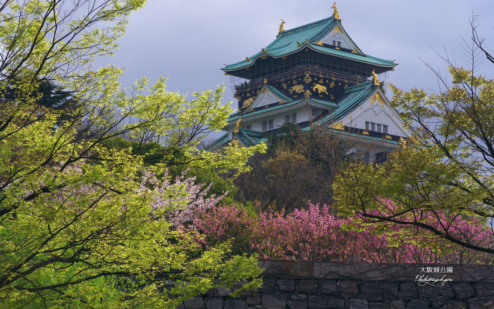 大阪城公園の桜 新緑と八重桜