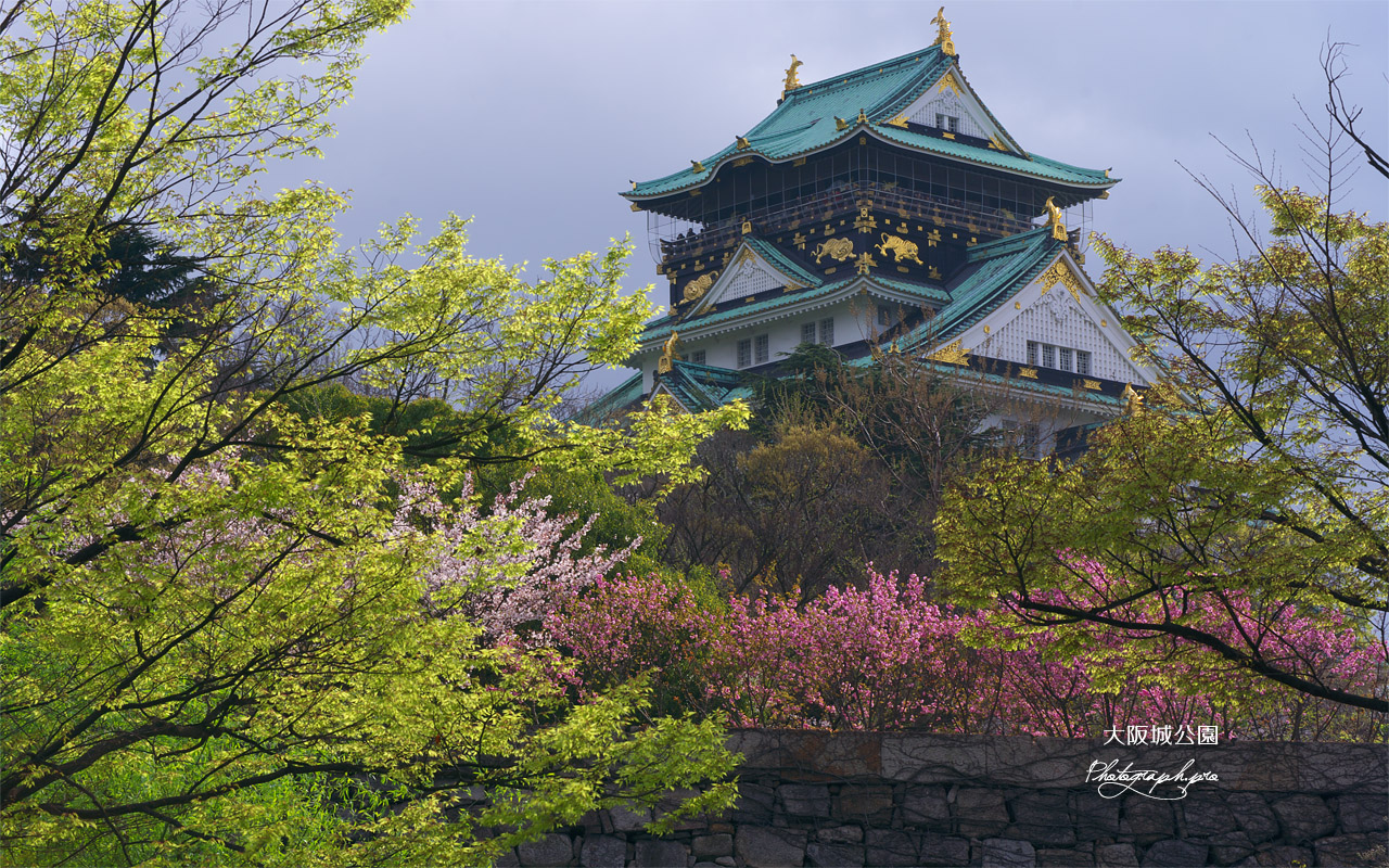 大阪城公園の桜 新緑と八重桜 壁紙