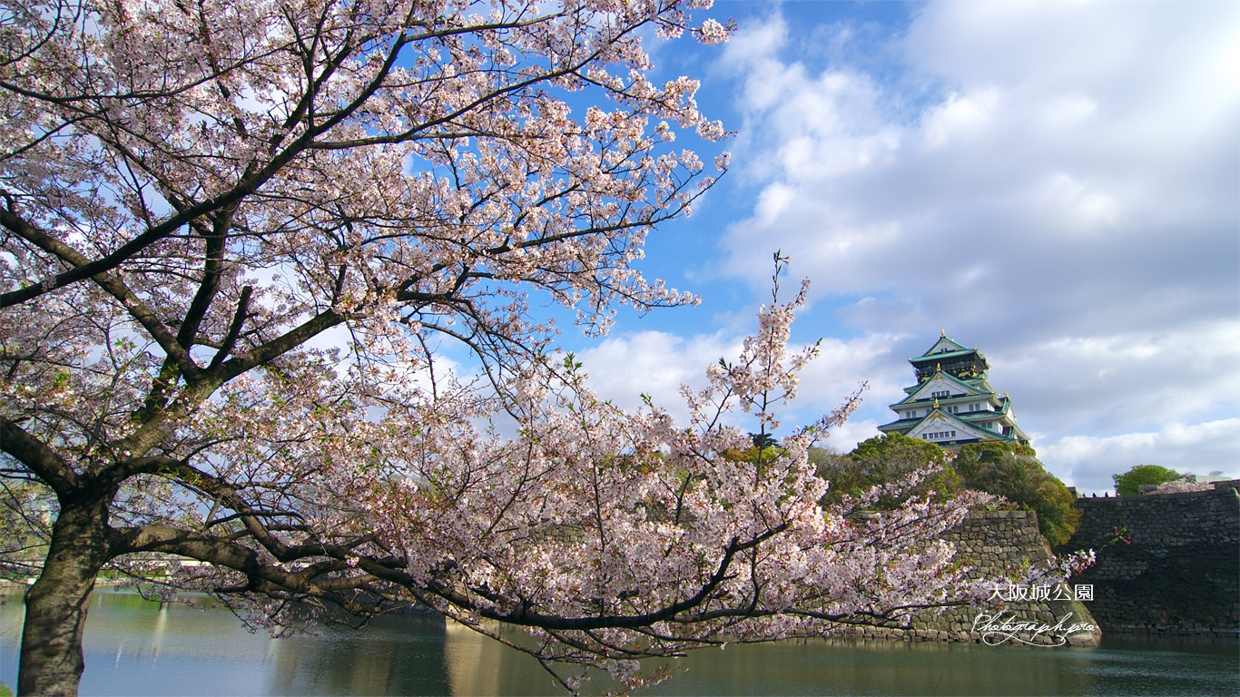 大阪城公園の桜 内濠 壁紙