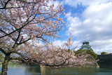 大阪城公園の桜 内濠