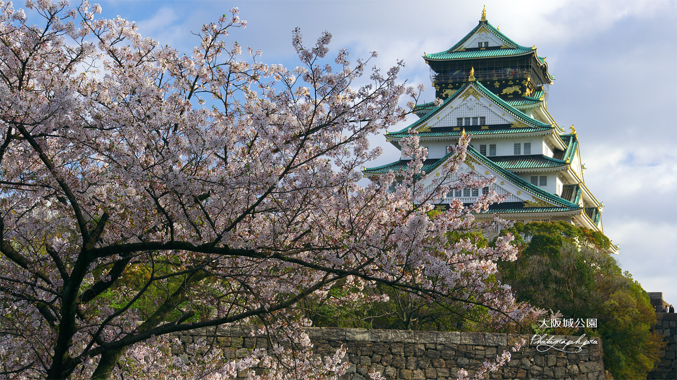 大阪城公園の桜 天守閣 壁紙