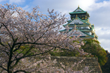 大阪城公園の桜 天守閣