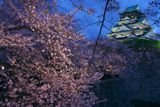 大阪城公園の桜