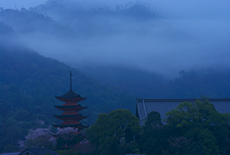 宮島の桜