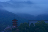 宮島の桜