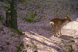 宮島の桜
