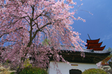 宮島のしだれ桜