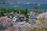 宮島の桜