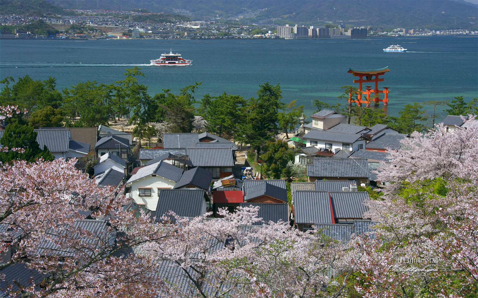 宮島の桜