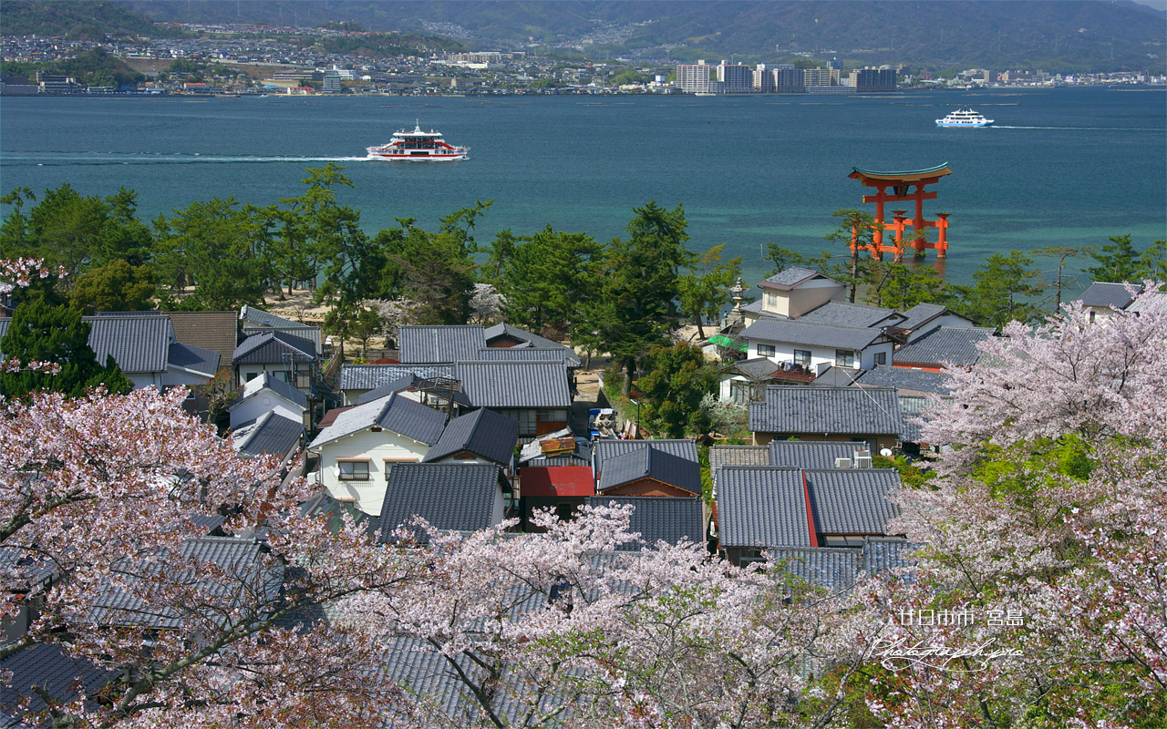 宮島の桜 壁紙