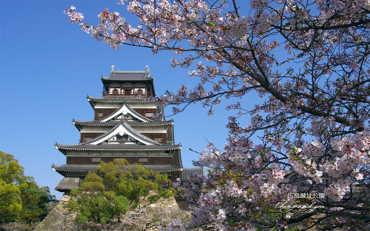 広島城の桜 天守閣 壁紙