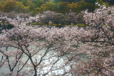 広島城の桜