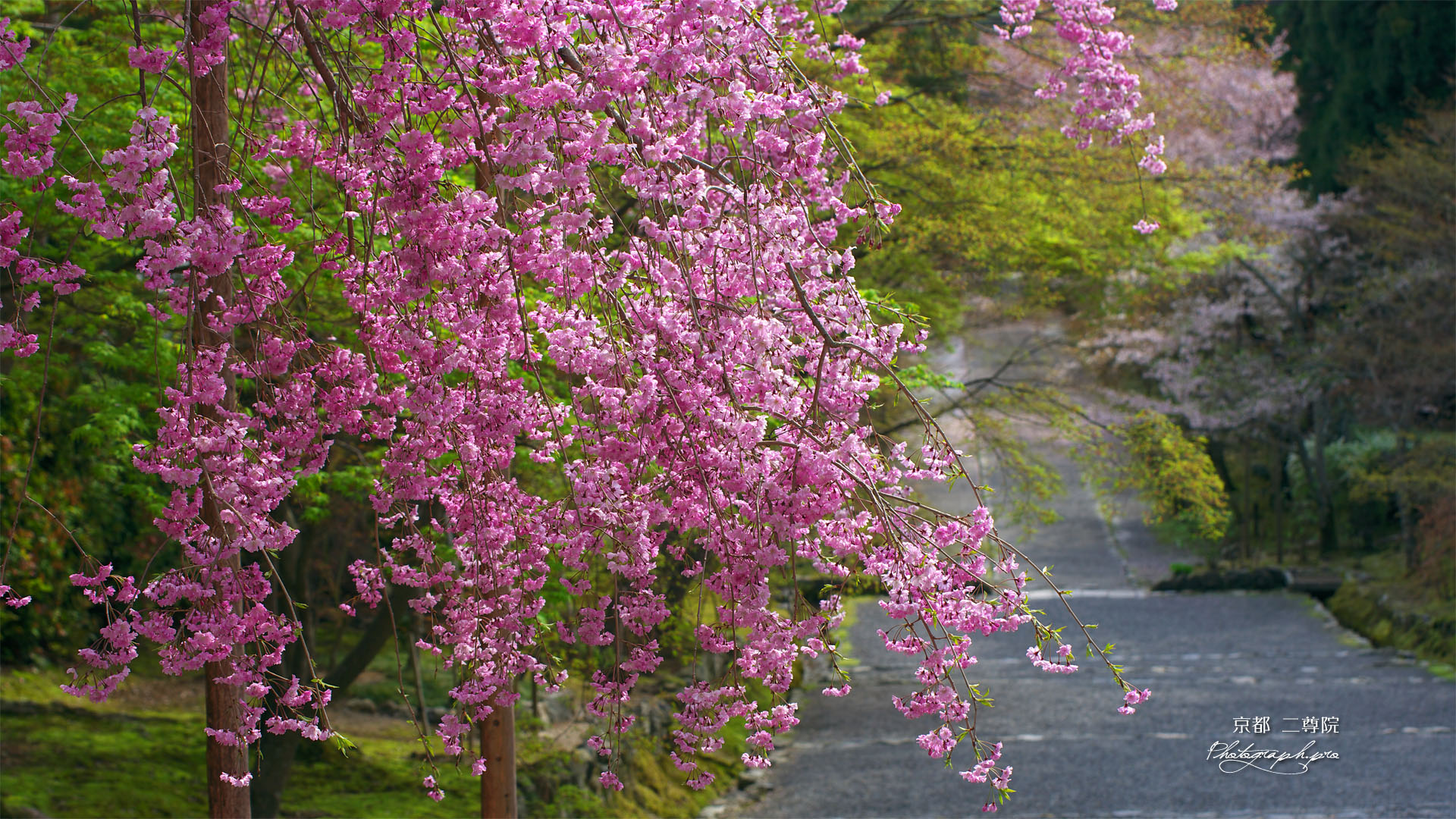 二尊院紅葉の馬場の枝垂桜