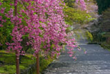 二尊院紅葉の馬場の枝垂桜