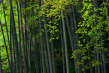 常寂光寺 青もみじと竹林