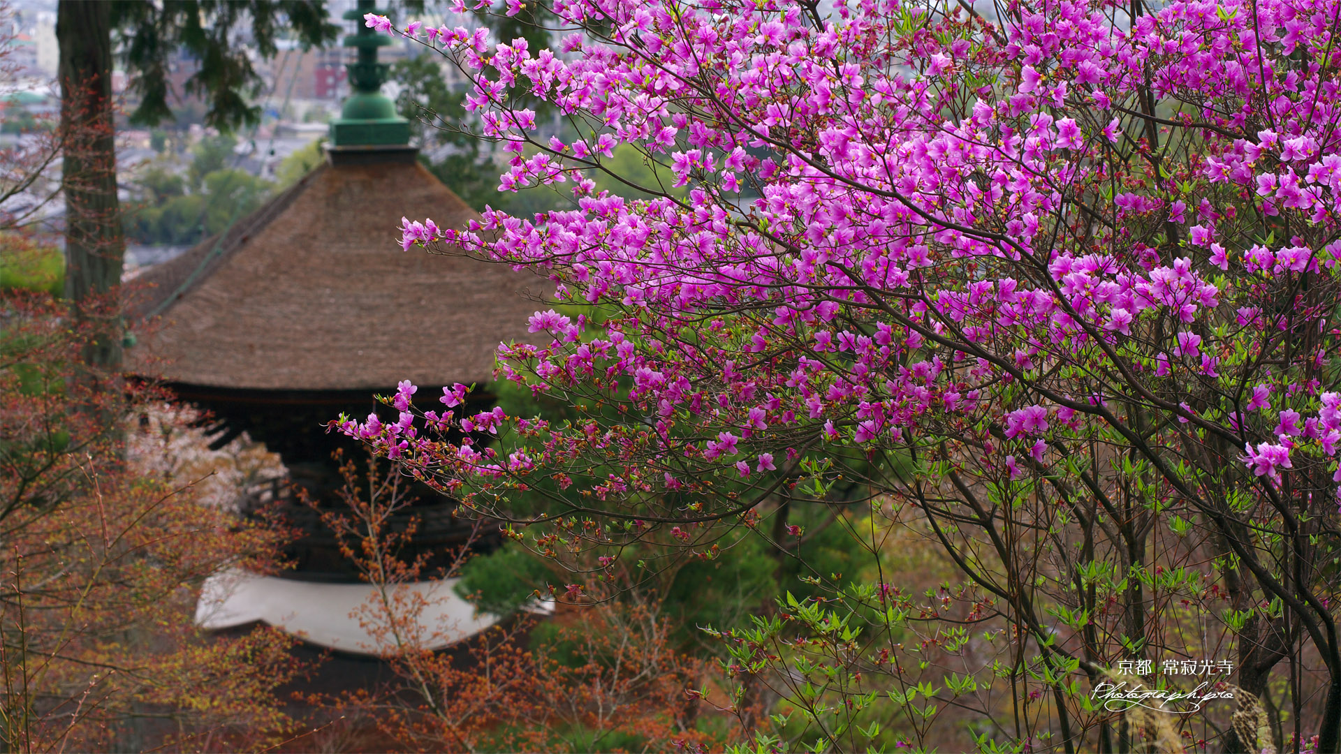常寂光寺 ミツバツツジと多宝塔