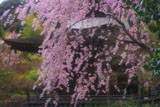 常寂光寺 紅枝垂桜と多宝塔