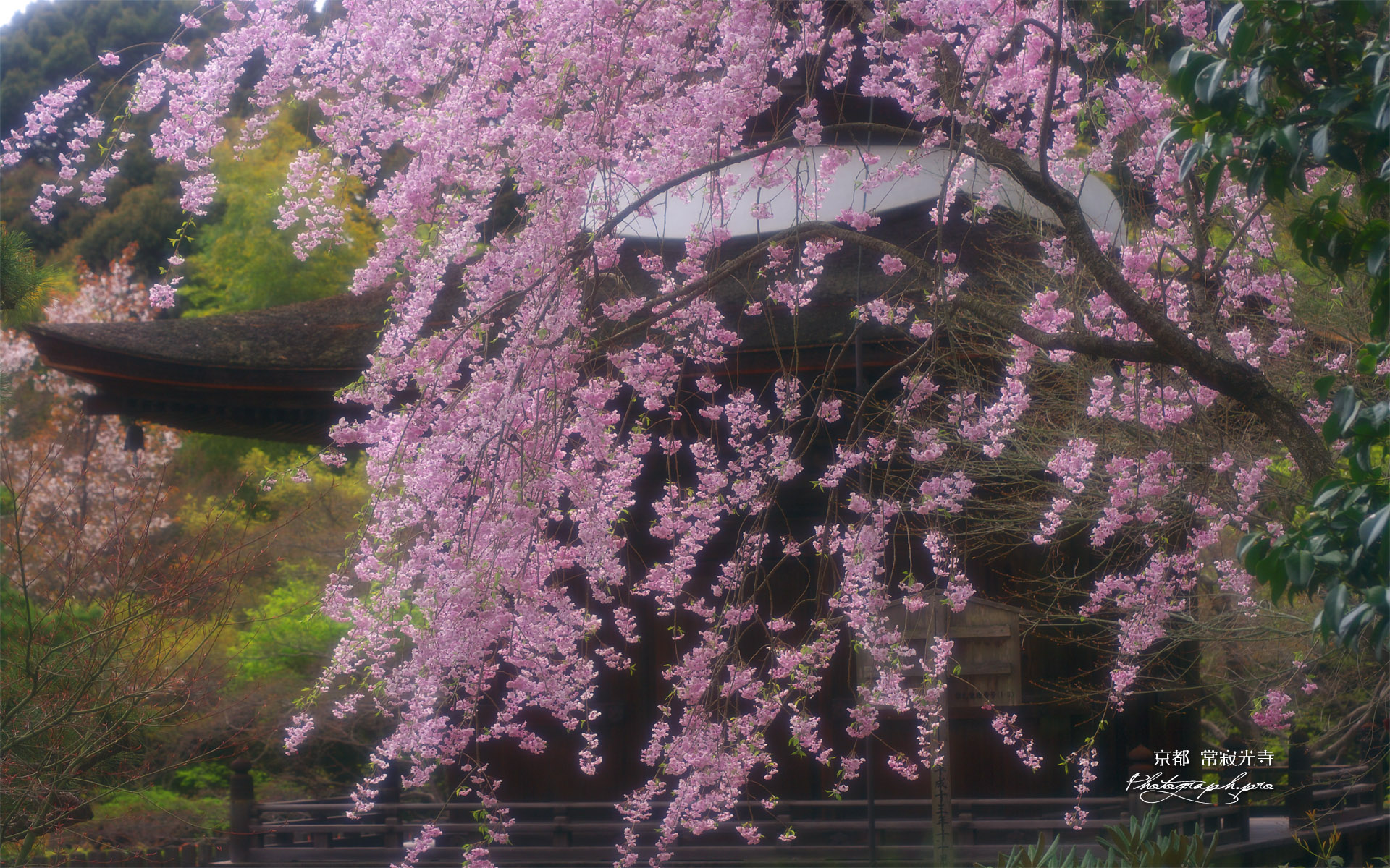 常寂光寺 紅枝垂桜と多宝塔