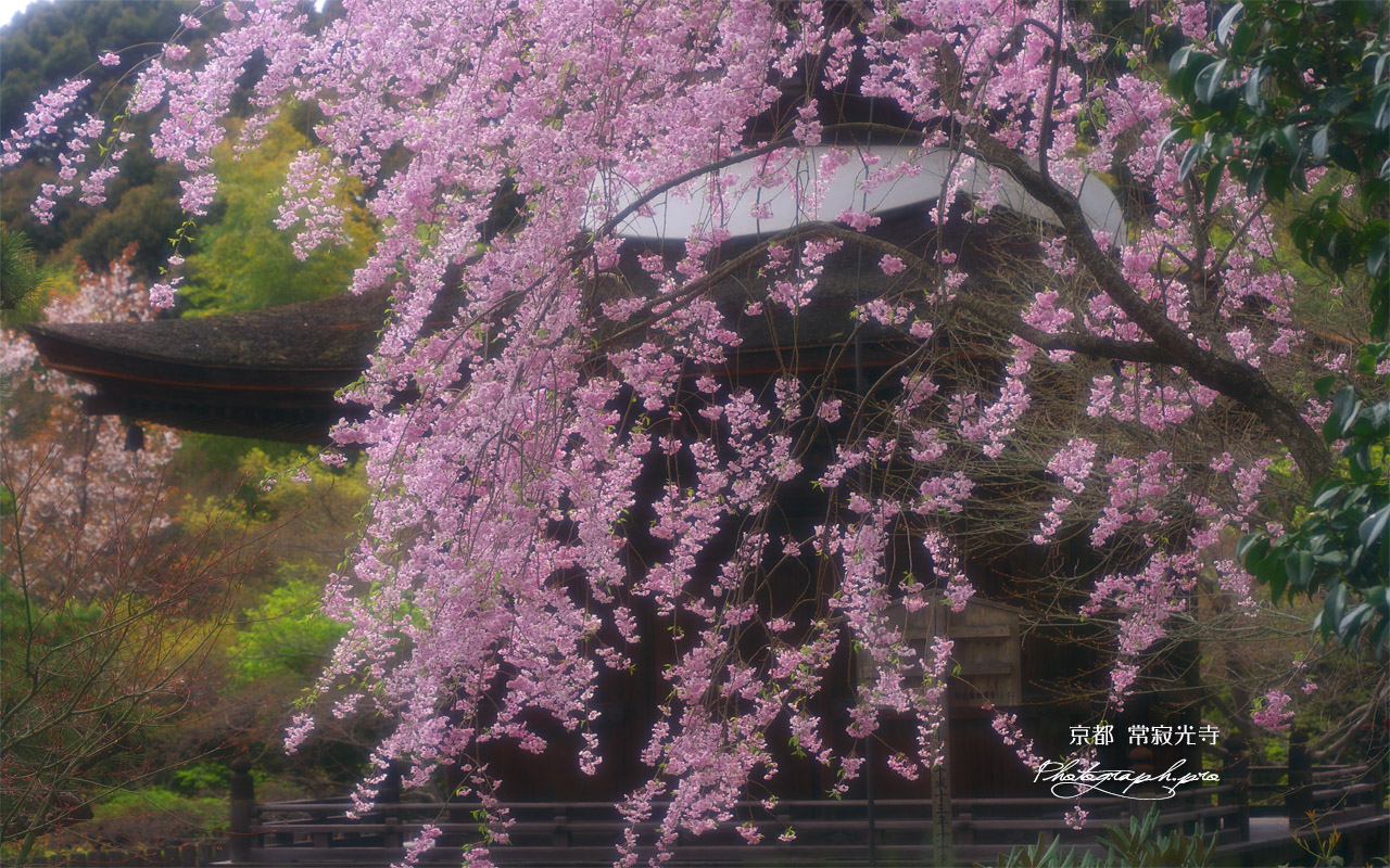 常寂光寺 紅枝垂桜と多宝塔 壁紙