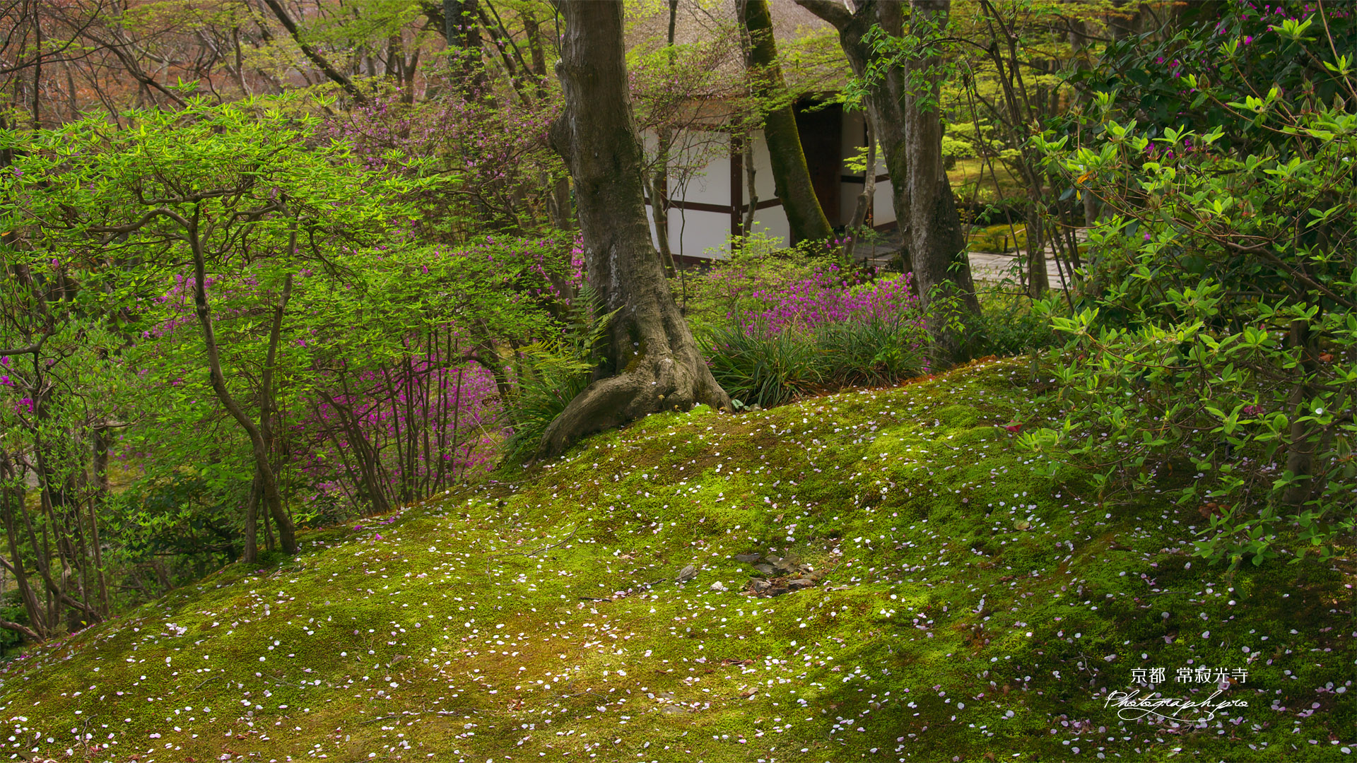 常寂光寺 山桜の散花と仁王門
