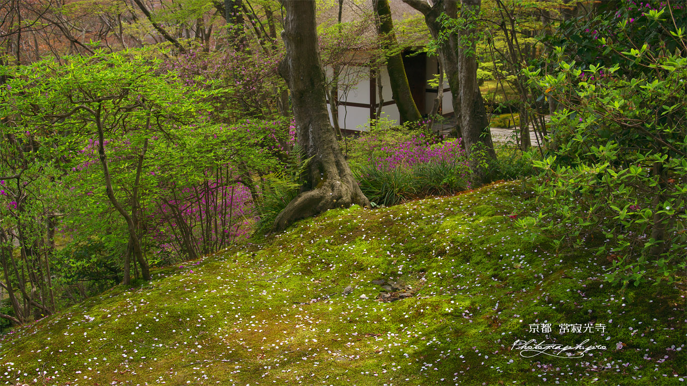 常寂光寺 山桜の散花と仁王門 壁紙