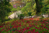 常寂光寺 藪椿の散華